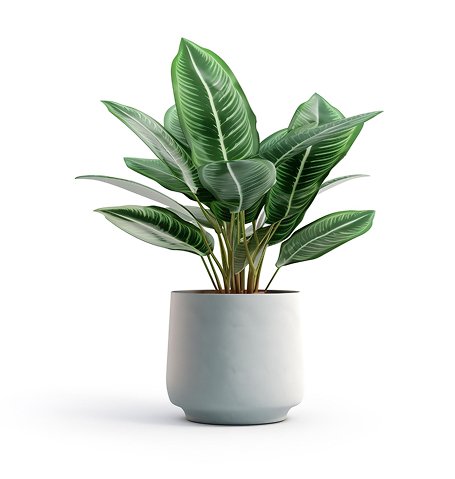 House Plant 10